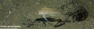 Neolamprologus ventralis &#39;Mahale Mountains NP&#39;
