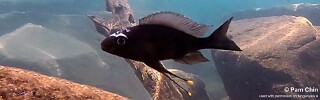 Ophthalmotilapia sp. &#39;whitecap&#39; Mahale Mountains NP Ophthalmotilapia ventralis &#39;Mahale Mountains NP&#39;