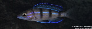 Paracyprichromis sp. &#39;ammelrooyi&#39; Mahale Mountains NP