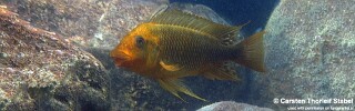 Petrochromis ephippium &#39;Mahale Mountains NP&#39;
