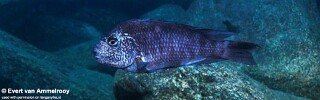 Petrochromis sp. &#39;texas&#39; Mahale Mountains NP