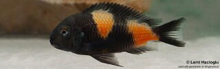Tropheus sp. &#39;kirschfleck&#39; Mahale Mountains NP