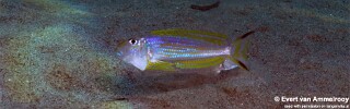 Xenotilapia ochrogenys &#39;Mahale Mountains NP&#39;