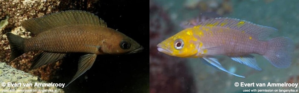 Neolamprologus longior 'Mahale Mountains NP'