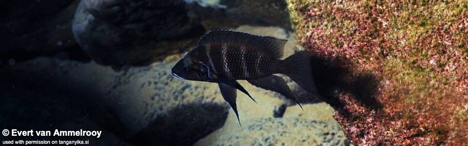 Neolamprologus savoryi 'Mahale Mountains NP'