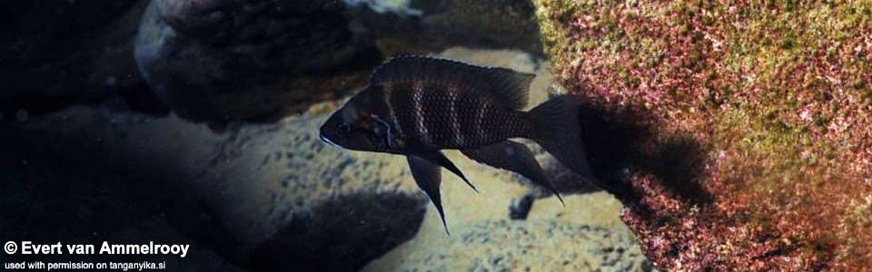 Neolamprologus savoryi 'Mahale NP'