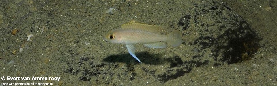 Neolamprologus ventralis 'Mahale NP'