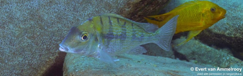 Tylochromis polylepis 'Mahale Mountains NP'