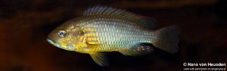 Astatoreochromis straeleni &#39;Malagarasi Drainage&#39;