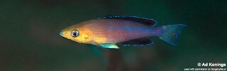 Cyprichromis sp. &#39;leptosoma jumbo&#39; Maleza (Mamalesa) Island