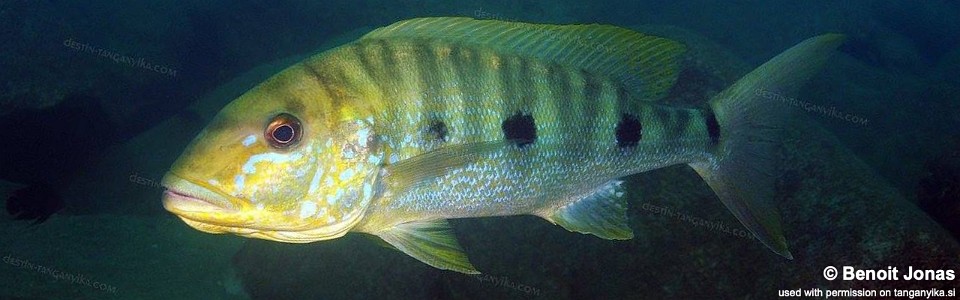 Boulengerochromis microlepis 'Maleza (Mamalesa) Island'