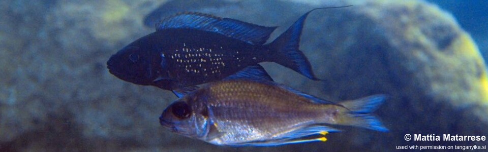 Ophthalmotilapia sp. 'paranasuta' Mawimbi