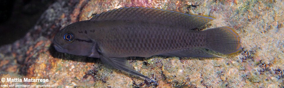 Telmatochromis cf. temporalis 'Mawimbi'