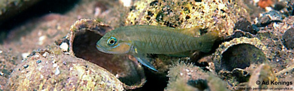 Telmatochromis cf. temporalis 'Mbita Island'<br><font color=gray>Telmatochromis sp. 'temporalis shell' Mbita Island</font> 