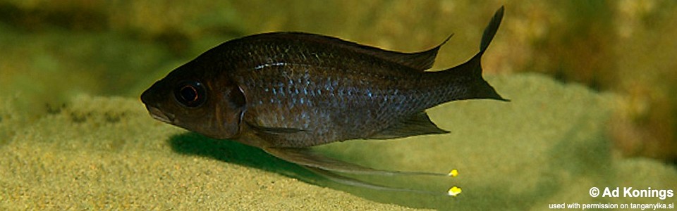 Ophthalmotilapia cf. nasuta 'Mikongolo Island'<br><font color=gray>Ophthalmotilapia sp. 'Nasuta Golden' Mikongolo Island</font>