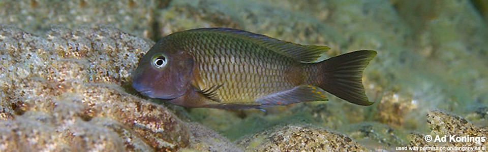 Tropheus moorii 'Mikongolo Island'