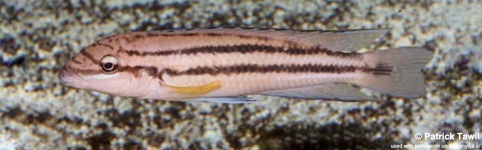 Chalinochromis sp. 'bifrenatus striped' Mkinga Bay