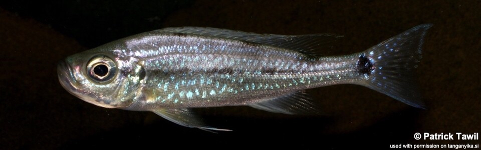 Haplotaxodon microlepis 'Mkinga Bay'