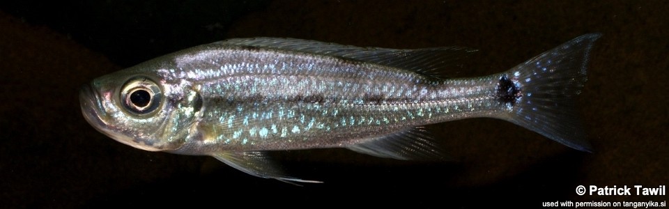 Haplotaxodon microlepis 'Mkinga'