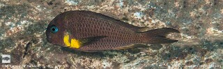 Tropheus sp. &#39;crescentic&#39; Mkuyu Point Tropheus sp. &#39;lunatus&#39; Mkuyu Tropheus Isonga