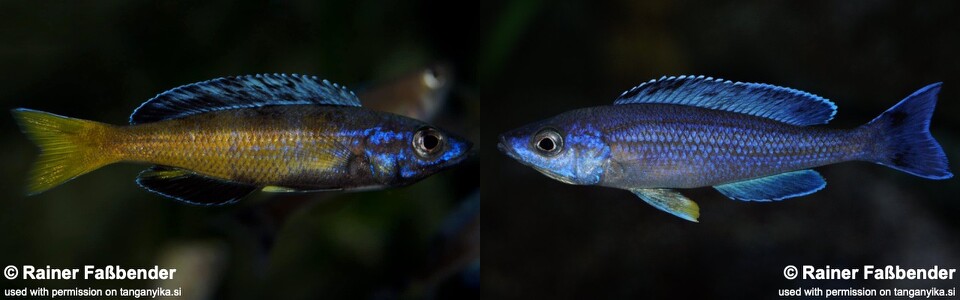 Cyprichromis sp. 'brilliant jumbo' (Moba) - Cyprichromis sp. 'leptosoma kitumba' (Moba) - Speckleback Moba