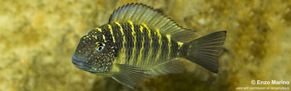 Tropheus sp. 'limespot' (Murago Moba) - Tropheus sp. 'maculatus' (Murago Moba)