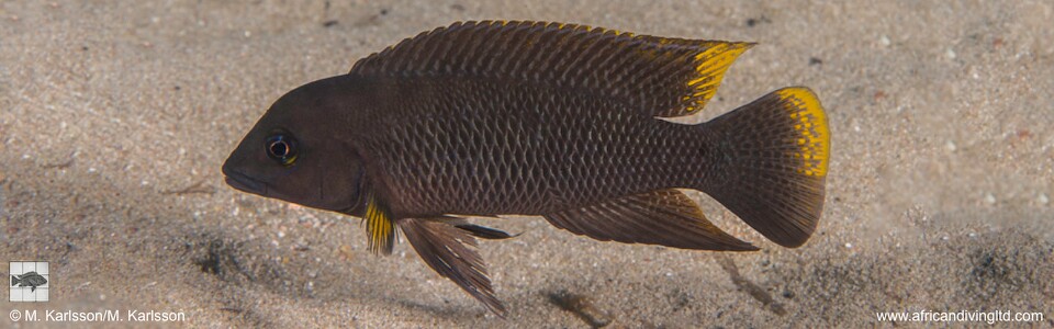 Neolamprologus cf. modestus 'Mongwe'