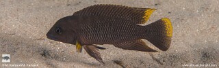 Neolamprologus cf. modestus &#39;Mongwe&#39;