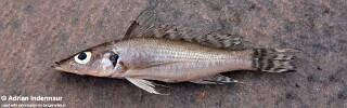 Baileychromis centropomoides (Mpulungu market)