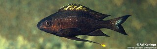 Ophthalmotilapia boops &#39;Msamba&#39;