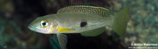 Lepidiolamprologus attenuatus &#39;Mtakuja&#39;