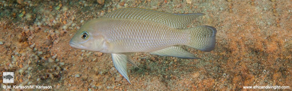 Neolamprologus cf. modestus 'Mtosi Point'