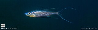 Benthochromis horii &#39;Mtosi&#39;