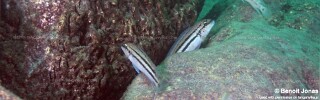 Chalinochromis sp. &#39;bifrenatus striped&#39; Mtosi