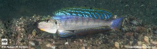 Enantiopus melanogenys &#39;Mtosi&#39;