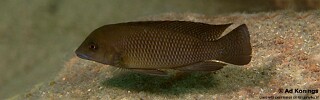 Neolamprologus cf. modestus &#39;Mtosi Bay&#39;