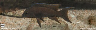 Neolamprologus christyi &#39;Mtosi Bay&#39;
