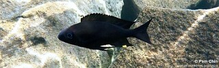 Ophthalmotilapia boops &#39;Mtosi Bay&#39;
