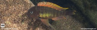 Tropheus moorii &#39;Mtosi&#39; (Red Namansi)