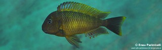 Tropheus moorii &#39;Mtosi&#39;