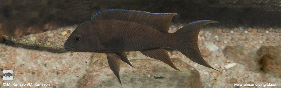 Neolamprologus christyi 'Mtosi Bay'