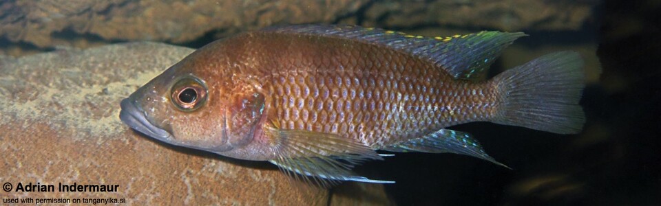 Trematochromis benthicola 'Mucansi' - Ctenochromis benthicola 'Mucansi'