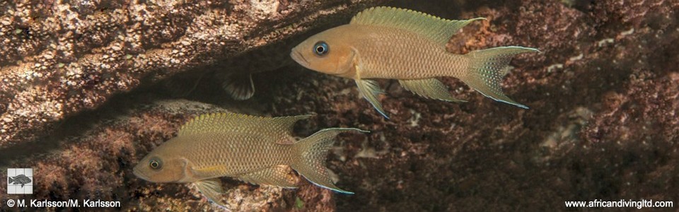 Neolamprologus sp. 'princess lyamembe' Muloba Bay<br><font color=gray>Neolamprologus sp. 'falcicula mahale' Muloba Bay</font> 