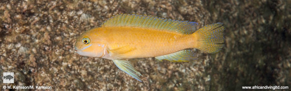 Telmatochromis cf. temporalis 'Muloba Bay'