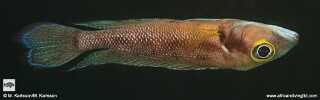 Neolamprologus furcifer &#39;Musi Point&#39;