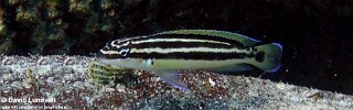 Julidochromis ornatus &#39;Mutondwe (Crocodile) Island&#39;