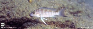 Neolamprologus sp. &#39;eseki&#39; Mwaka Bay