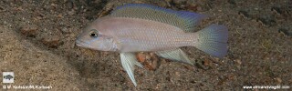 Neolamprologus sp. &#39;modestus mpimbwe&#39; Mwaka Bay