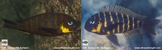 Tropheus sp. &#39;Mpimbwe&#39; Mwaka Bay (Dahabu Yellow Cheek)