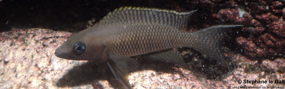 Neolamprologus chitamwebwai 'Mzungu Beach'
